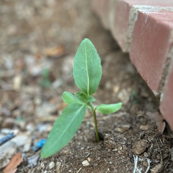 Meet your Posher, Amy - Picture 3 of 5